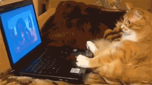 Cat watching video
