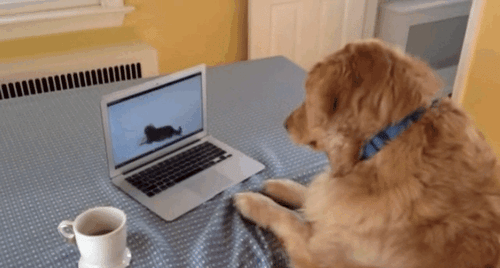 Dog watching laptop
